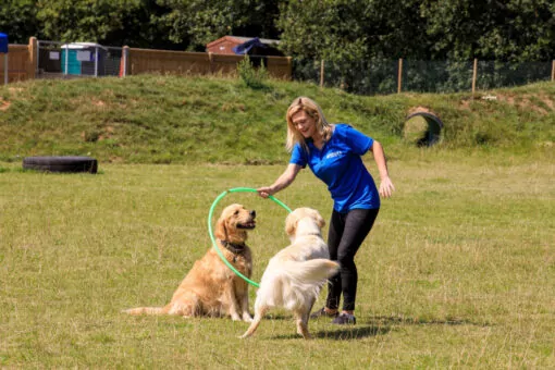 Bruce’s doggy day care team member playing with two golden retrievers