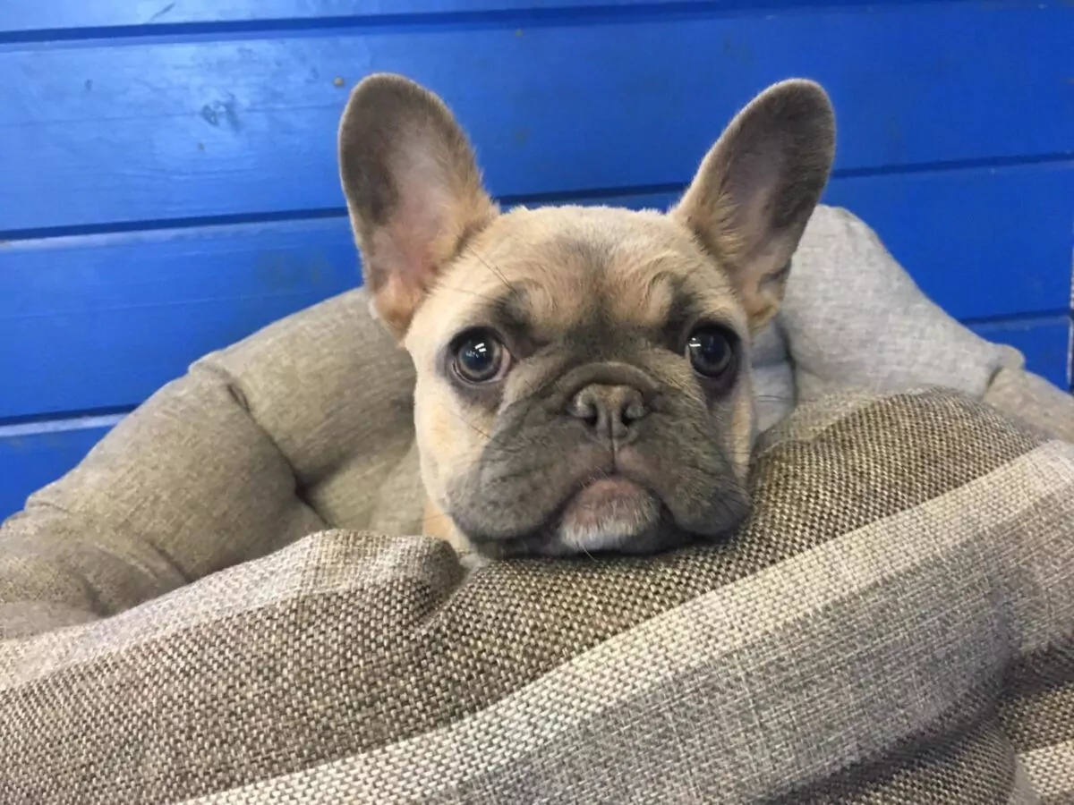 French bulldog puppy sleeping at doggy day care