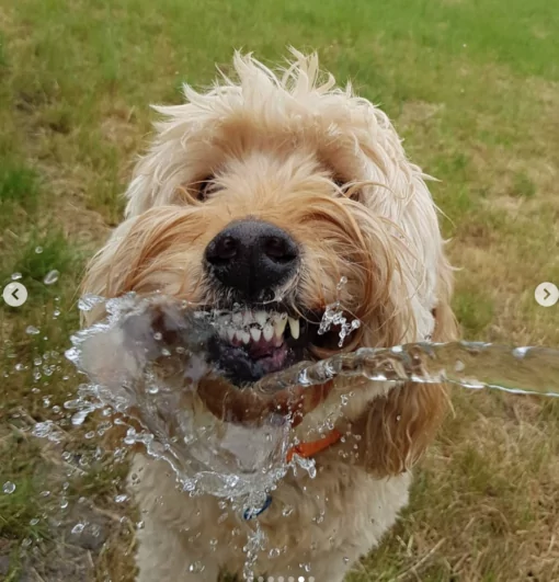 Action shot of dog playing with water at doggy day care