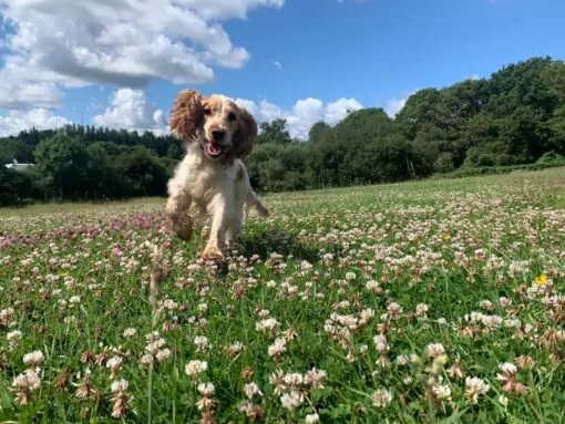 Dog smiling running through fields of flowers at doggy day care