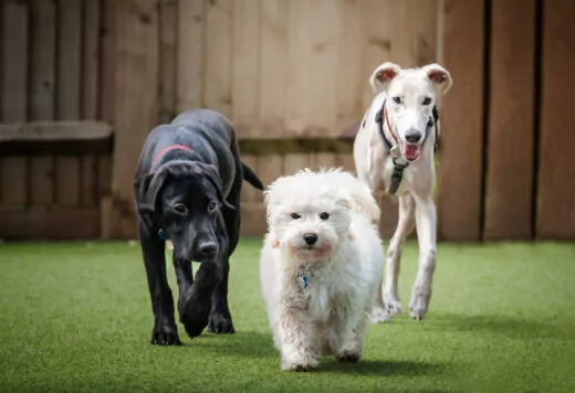Labrador, cockapoo and whippet in puppy preschool