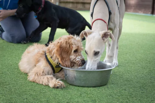 Puppies at doggy day care enjoying a drink from their water bowl
