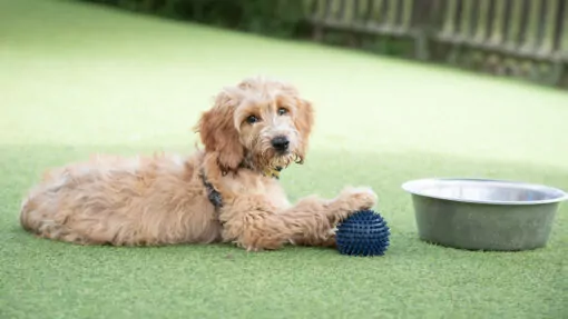 Cockerpoo puppy playing with a ball at doggy day care