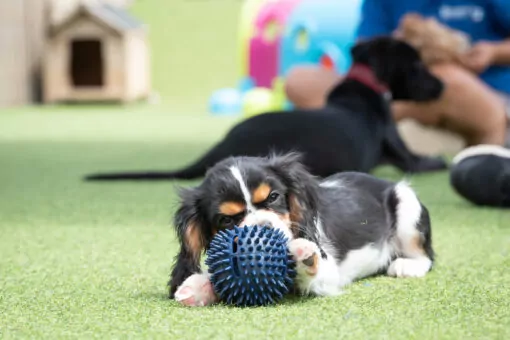 Cavalier King Charles Spaniel playing with a dog toy in puppy preschool