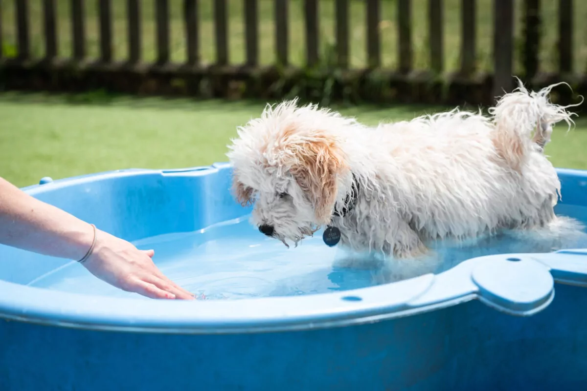 Puppy in the swimming pool playing with their dog carer