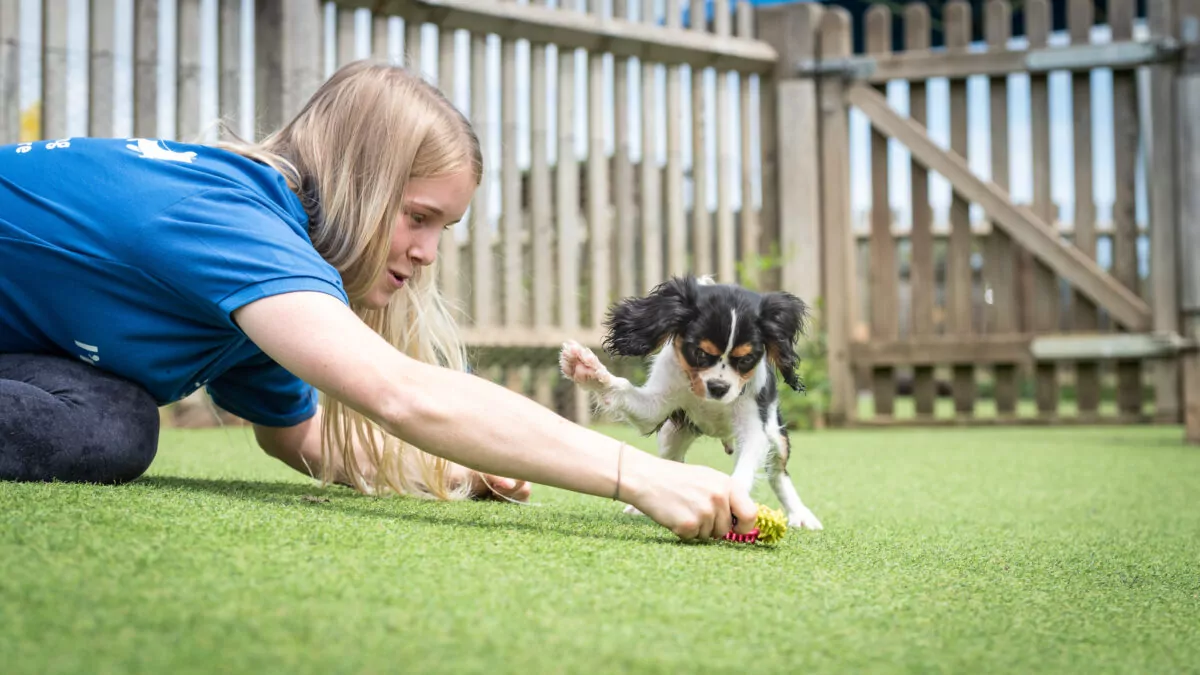 Dog carer and Cavalier King Charles Spaniel playing with a dog toy