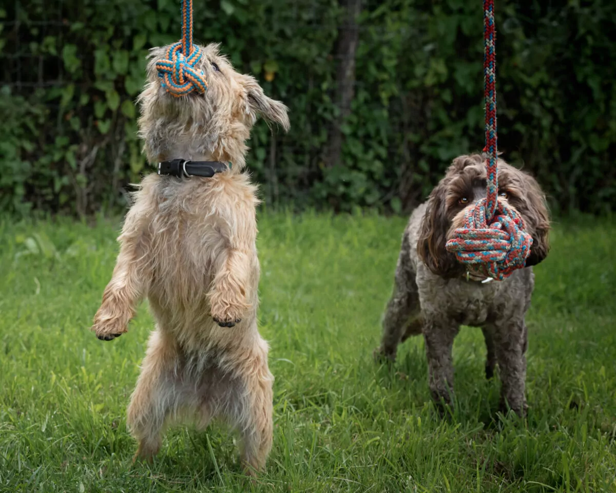 Two dogs playing together with the rope toy