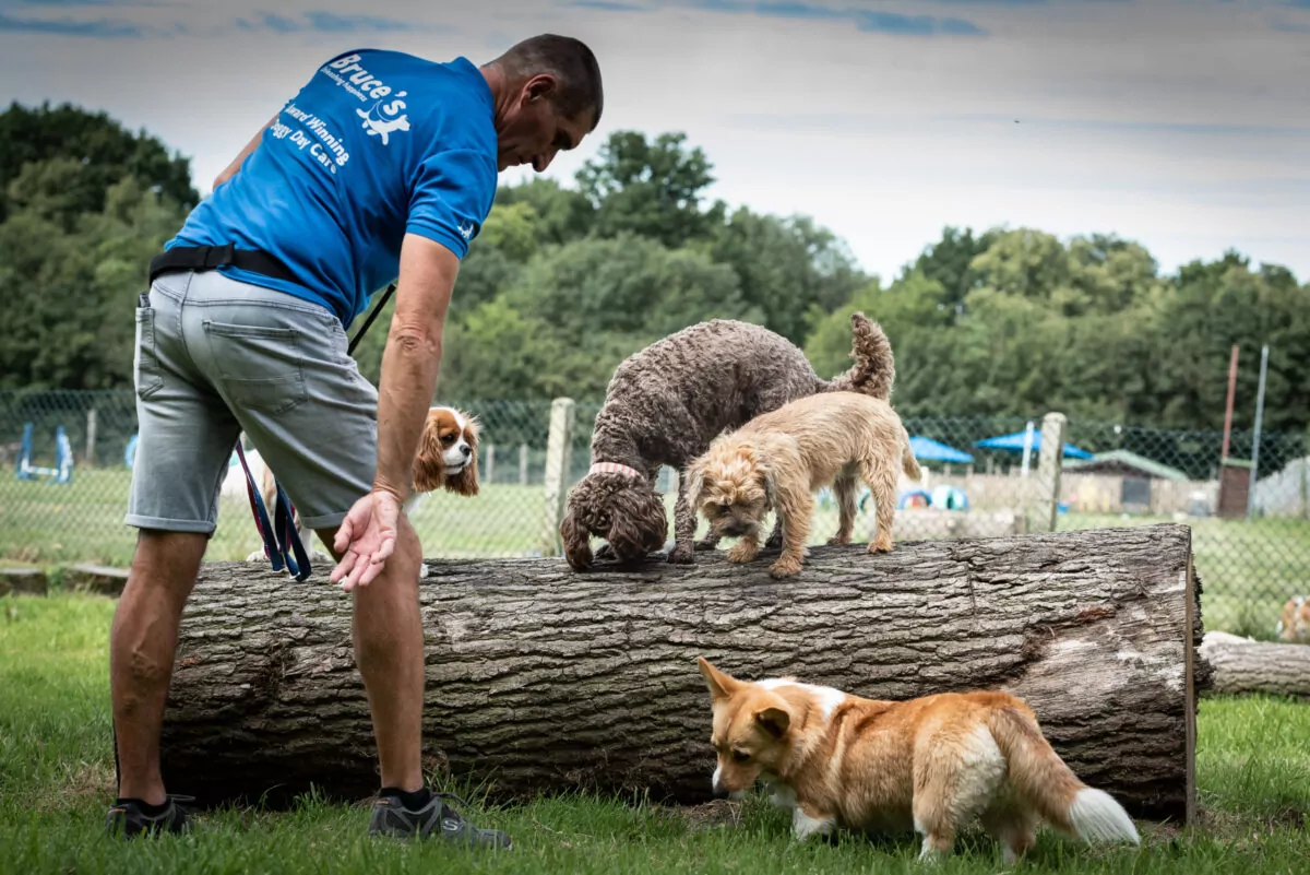 Dog carer doing scent work with four dogs in tiny town