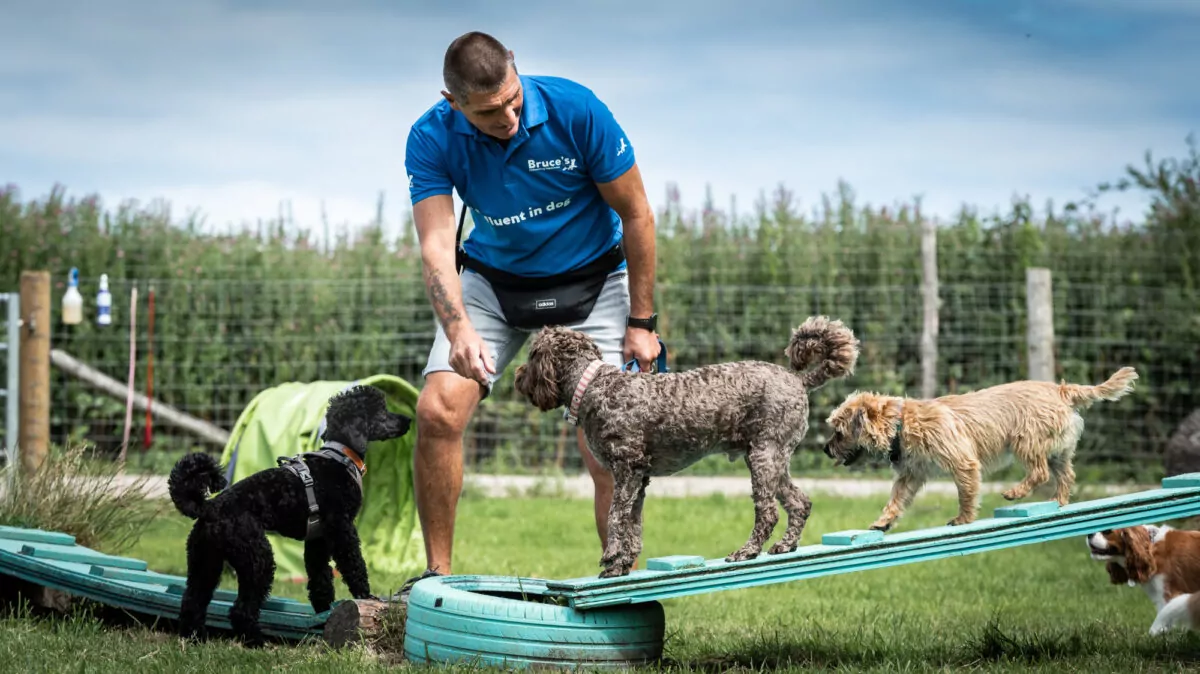 Bruce’s team member using the agility course outside with three dogs