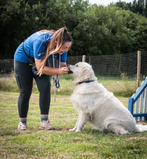 Dog carer asking golden retriever for a dog trick