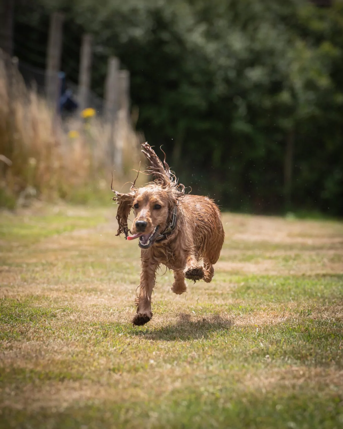 Cocker Spaniel running across the field at doggy day care