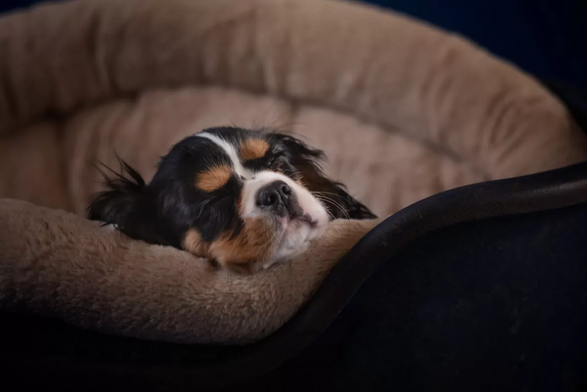 Sleeping puppy in luxury doggy bed