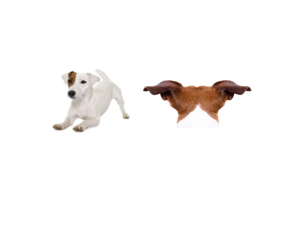 Dog behaviour showing bow and alert ears