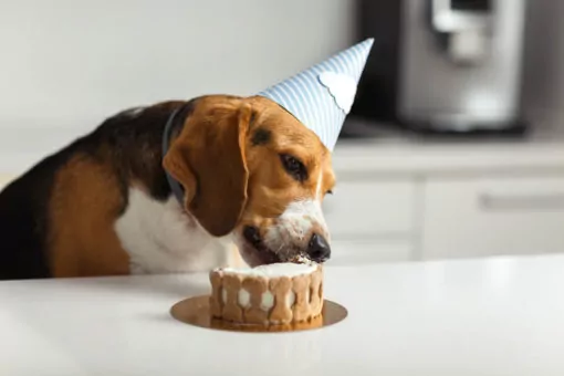 Beagle enjoying eating a dog friendly birthday cake