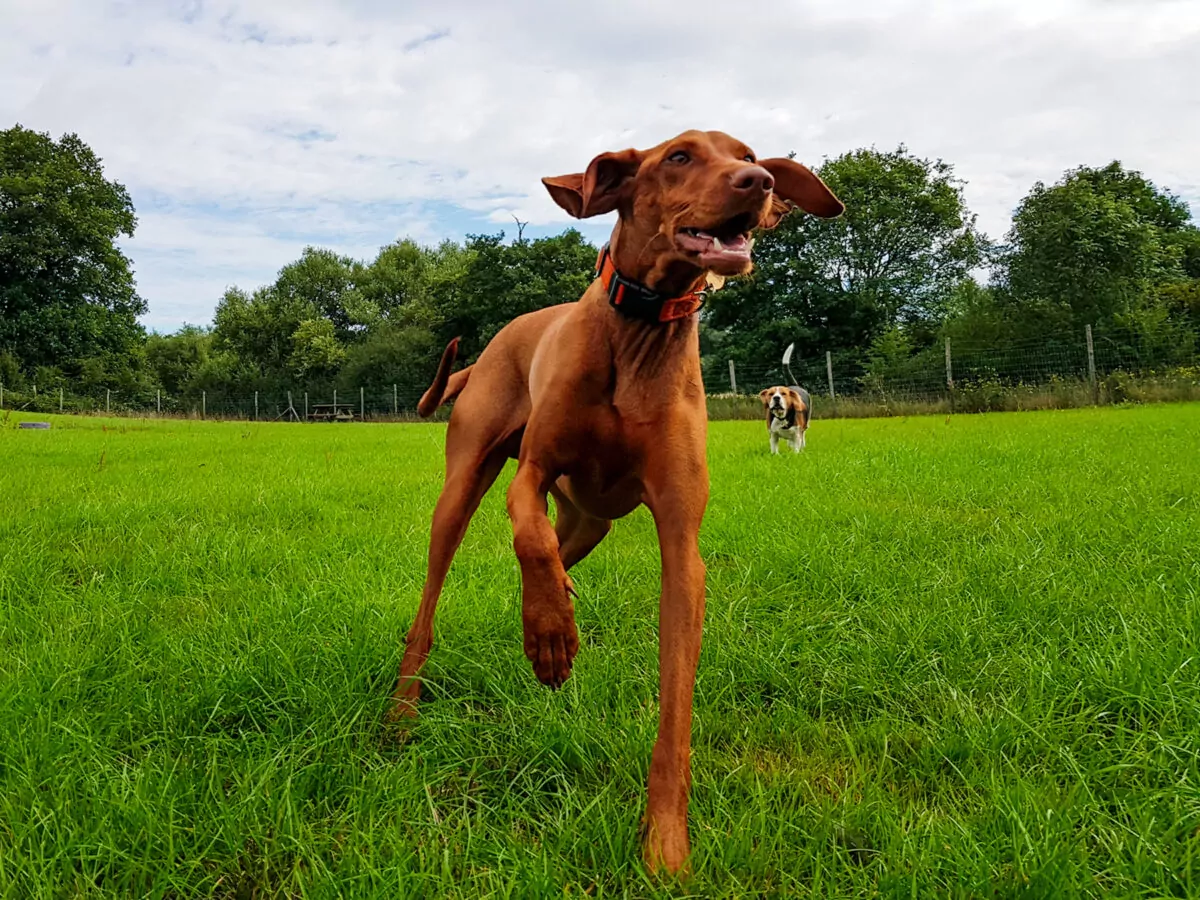 Vizsla being chased by a beagle at doggy day care