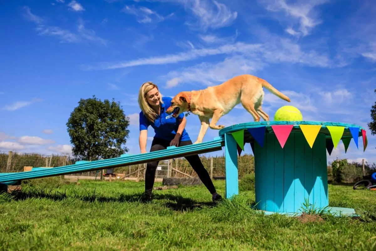 Dog agility at Bruce's doggy day care