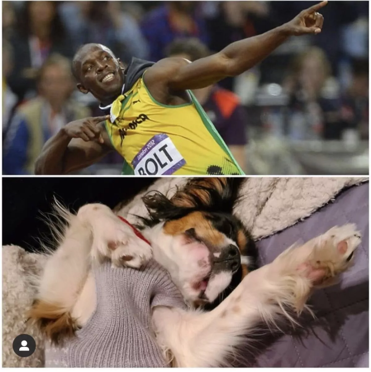 Dog meme of a dog looking like Usain Bolt famous pose