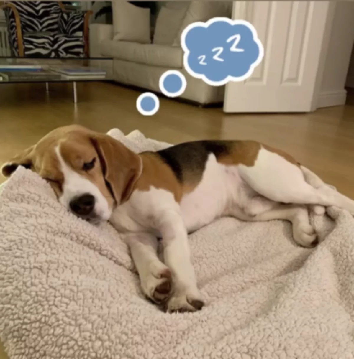 Beagle sleeping with dreaming clouds