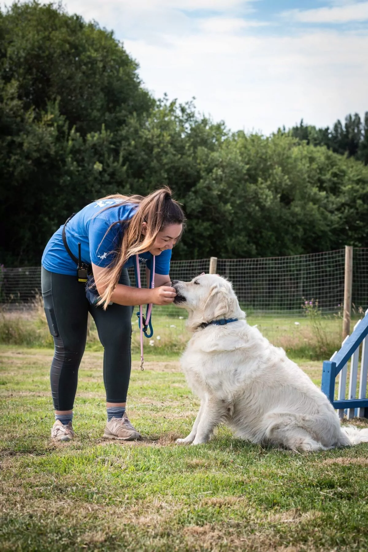 Dog carer asking golden retriever for a dog trick