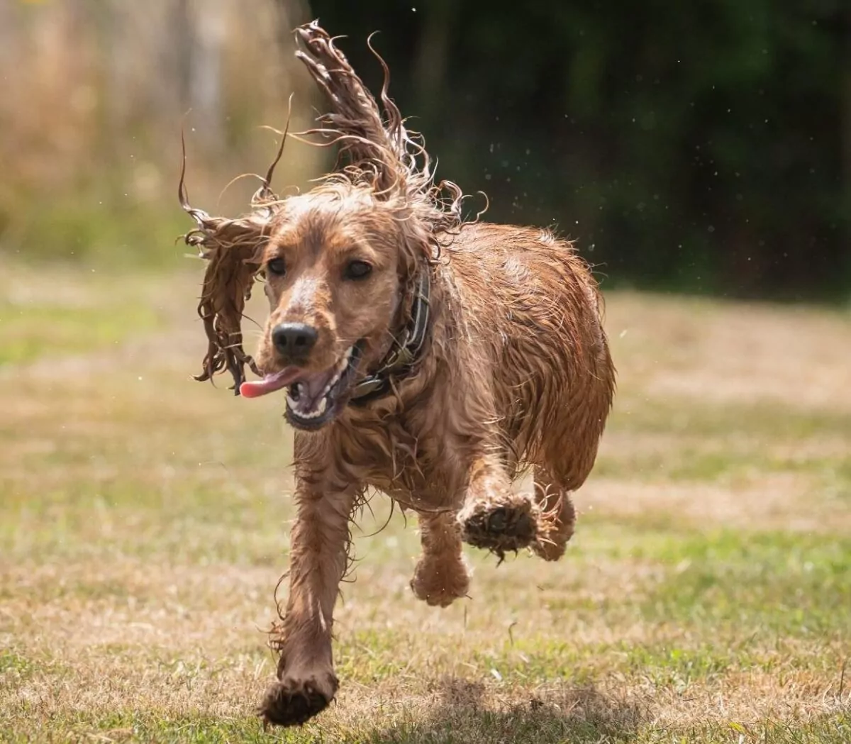Wet Cocker spaniel running through the doggy day care fields