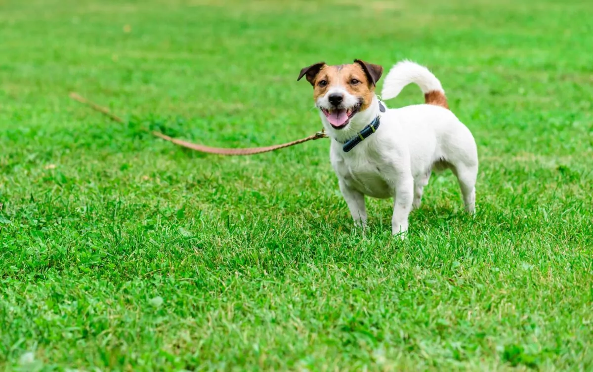 Jack russell on lead smiling at the camera