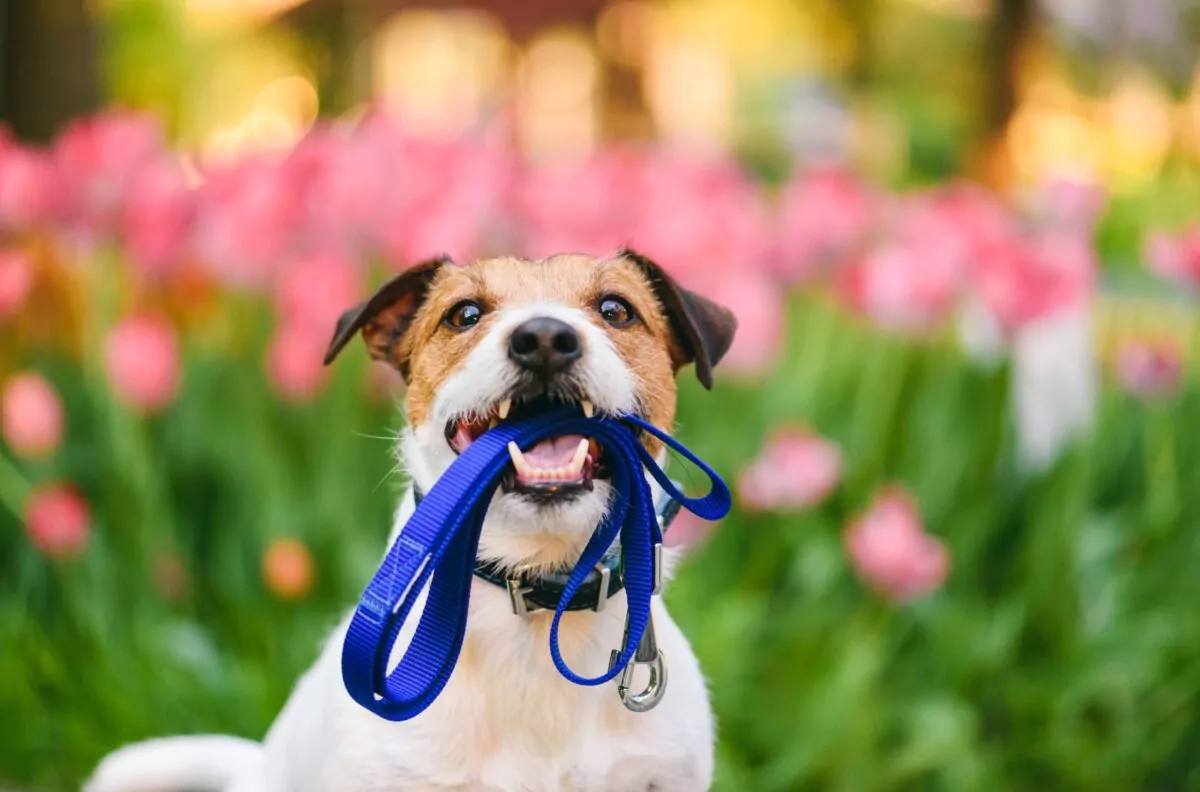 Jack russell with dog lead in their mouth sat in front of tulips