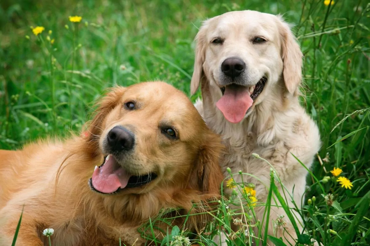 Two retrievers enjoying chilling in the doggy day care field