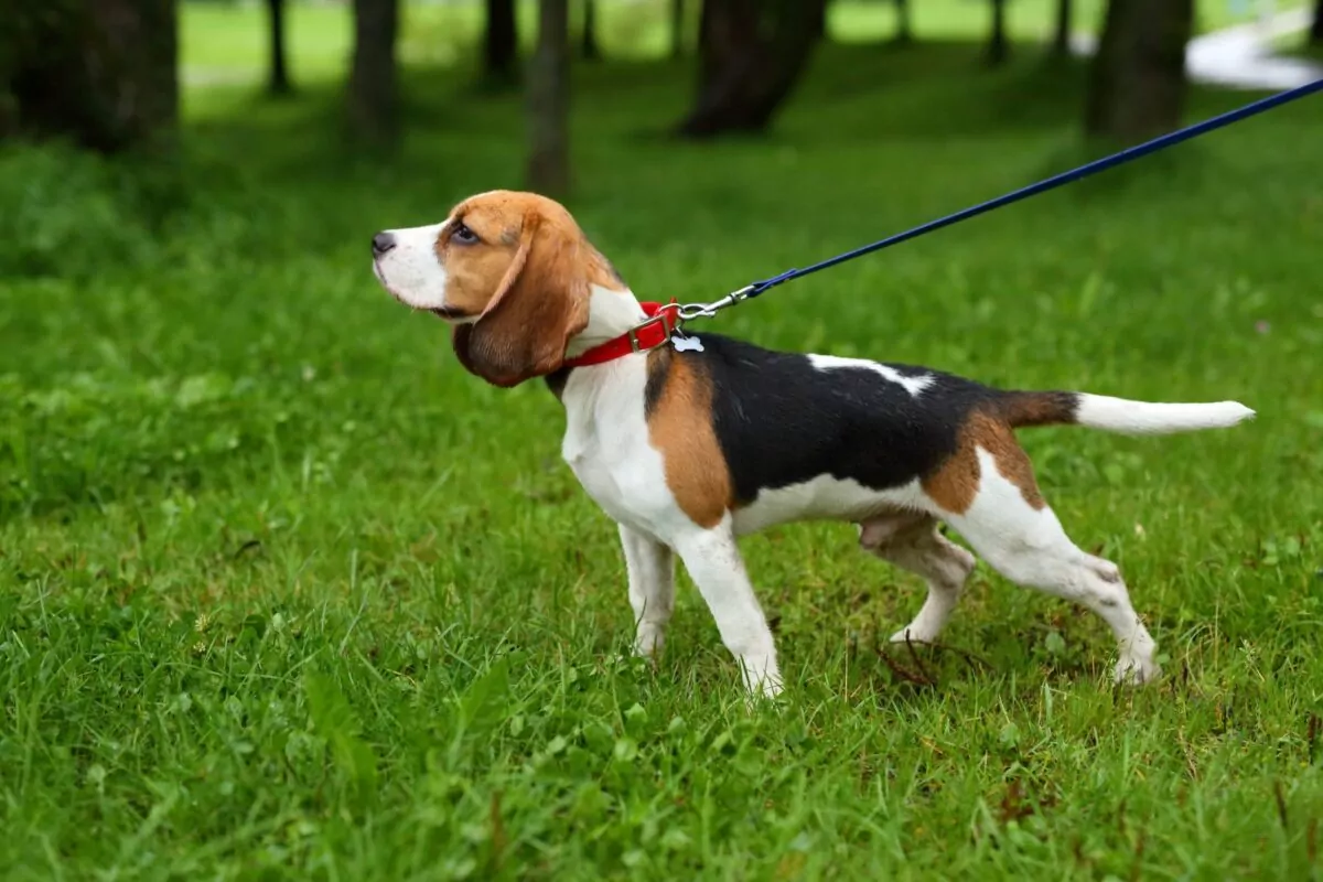 Beagle on the lead in an alert position