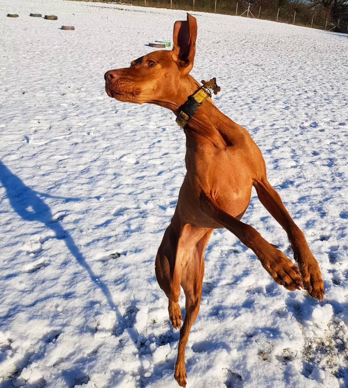 Vizsla caught in the air playing in the snow at doggy day care
