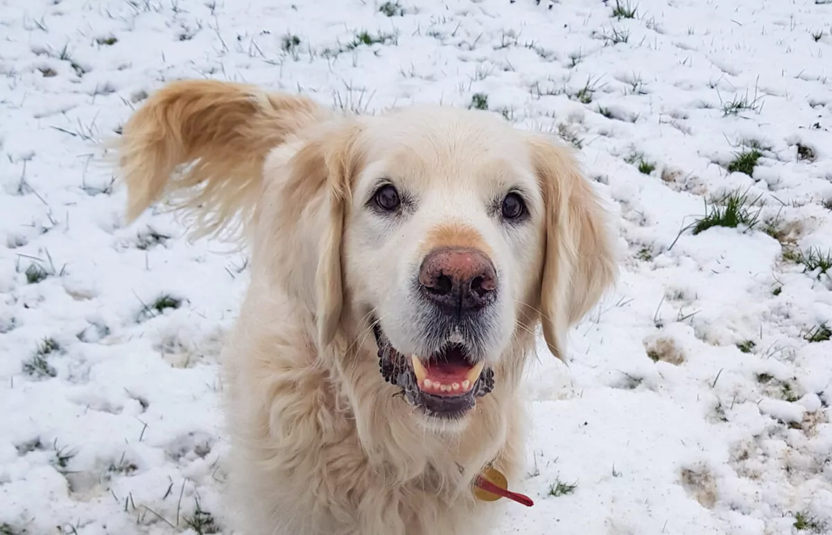 Golden retriever smiling in the snow at doggy day care