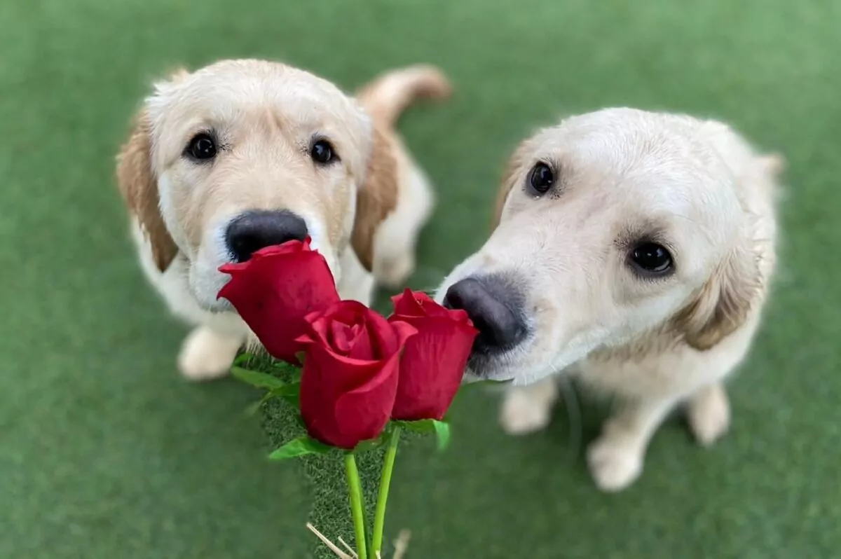Two golden retriever puppies sniffing plastic red roses