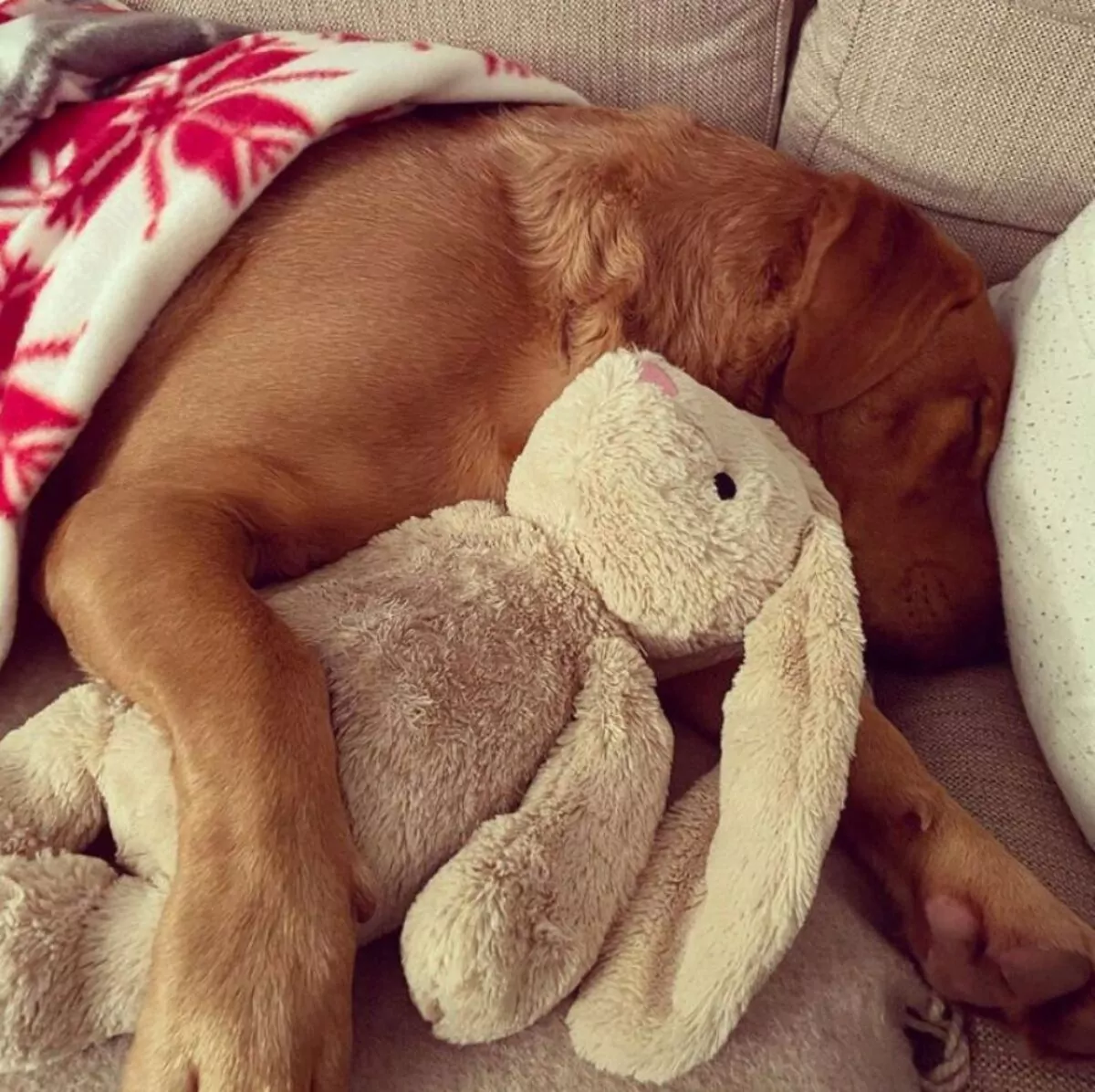 Labrador asleep in their bed with a blanket and a teddy bear