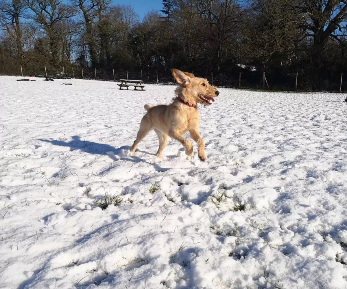 Happy dog running in the snow at doggy day care
