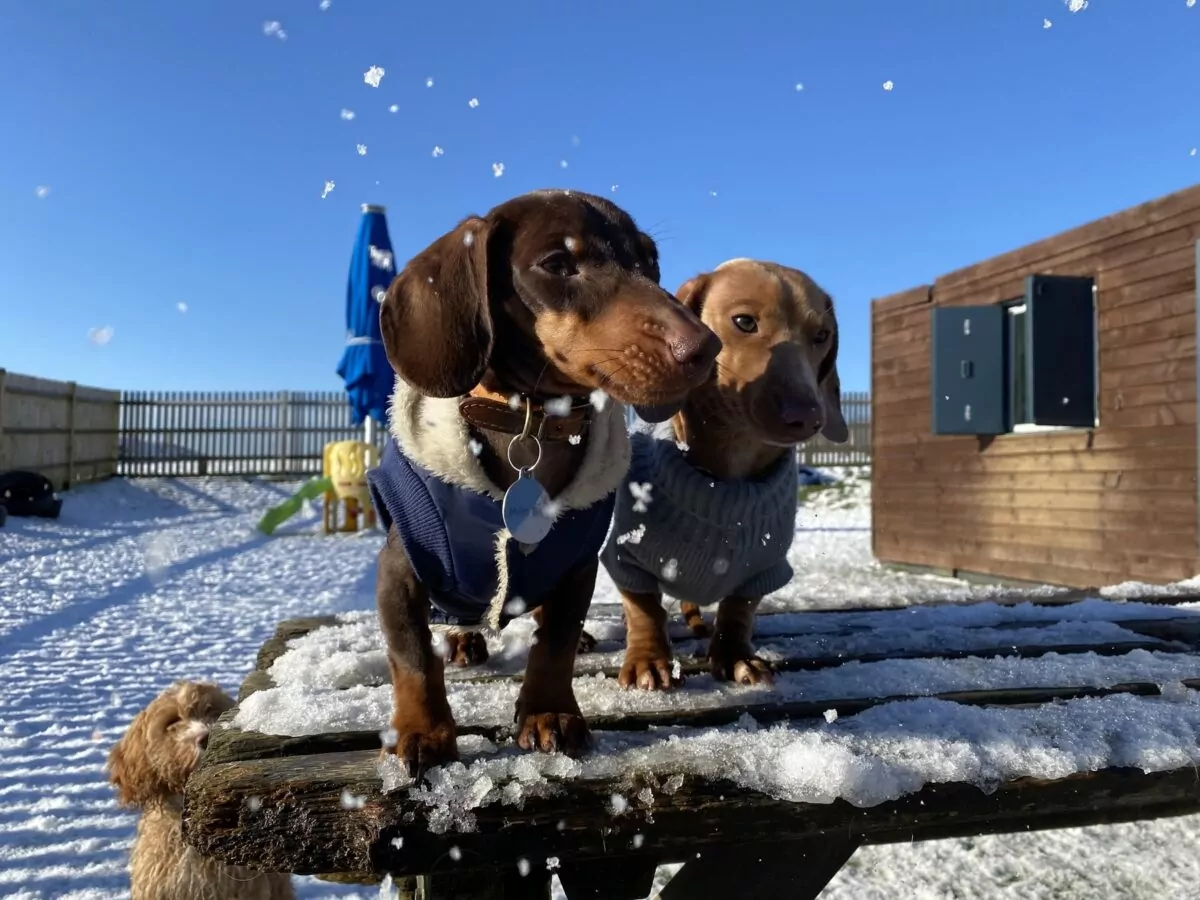 Two Dachshunds watching the snow fall at Bruve's doggy day care