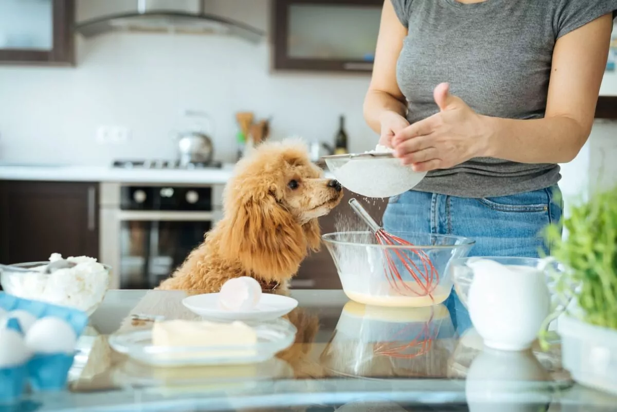 Dog helping their dog owner in the kitchen with a dog friendly recipe