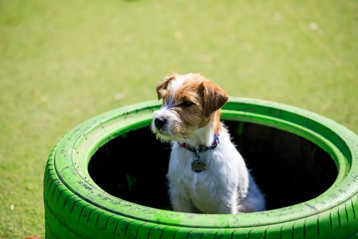 Jack russell puppy sitting in a tyre at doggy day care