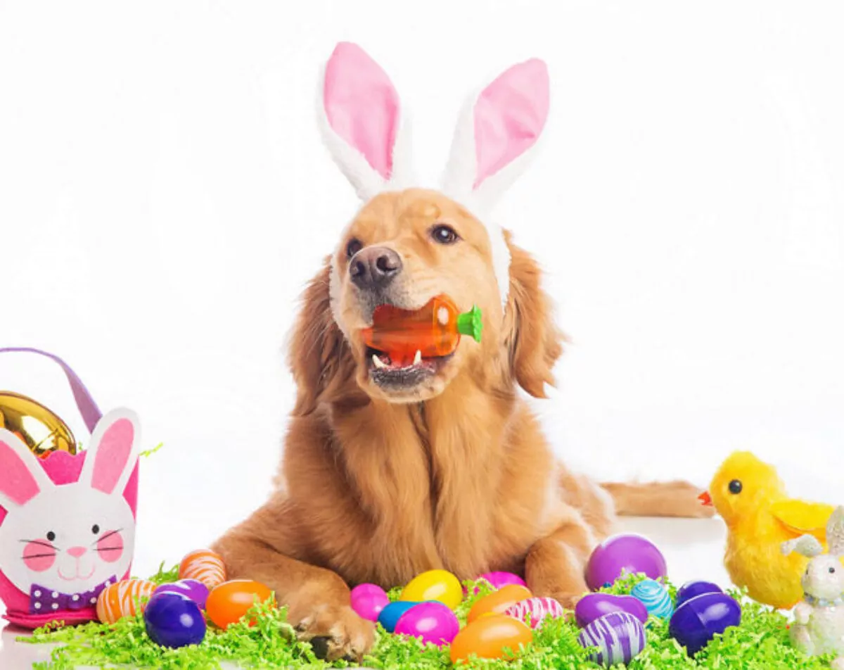 Golden retriever with easter bunny ears eating a carrot surrounded by easter enrichment