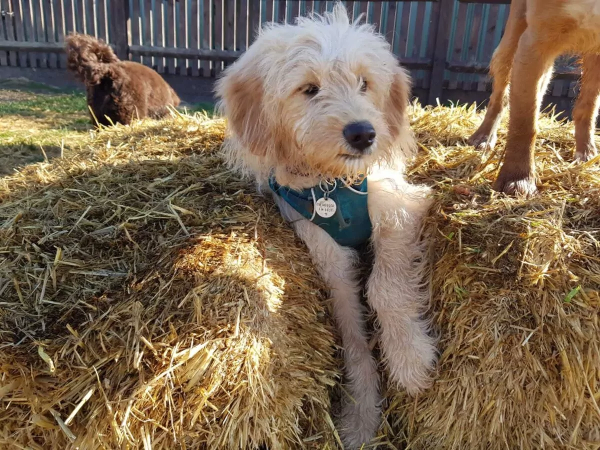 Cockapoo lying in the hay at doggy day care