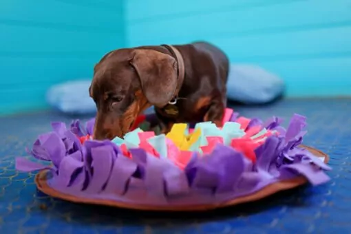 Dachshund enjoying a dog snuffle mat at doggy day care
