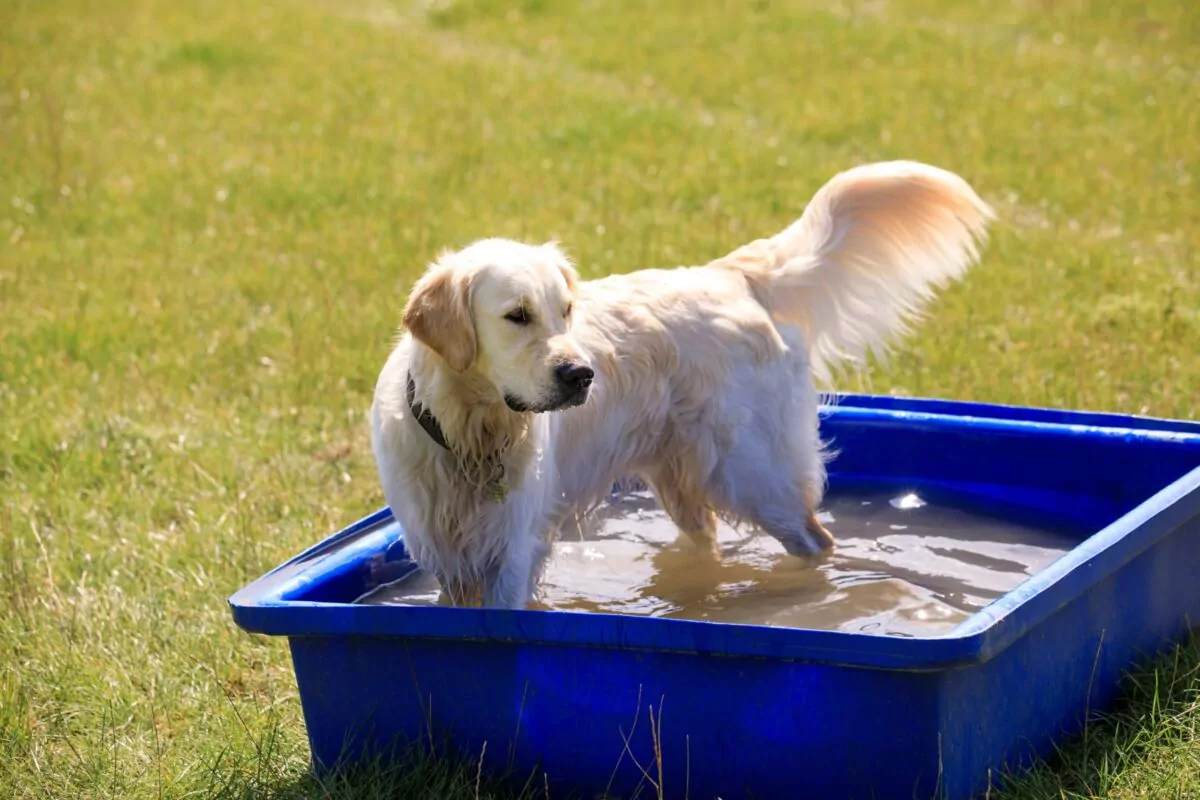 Golden retriever swimming at doggy day care