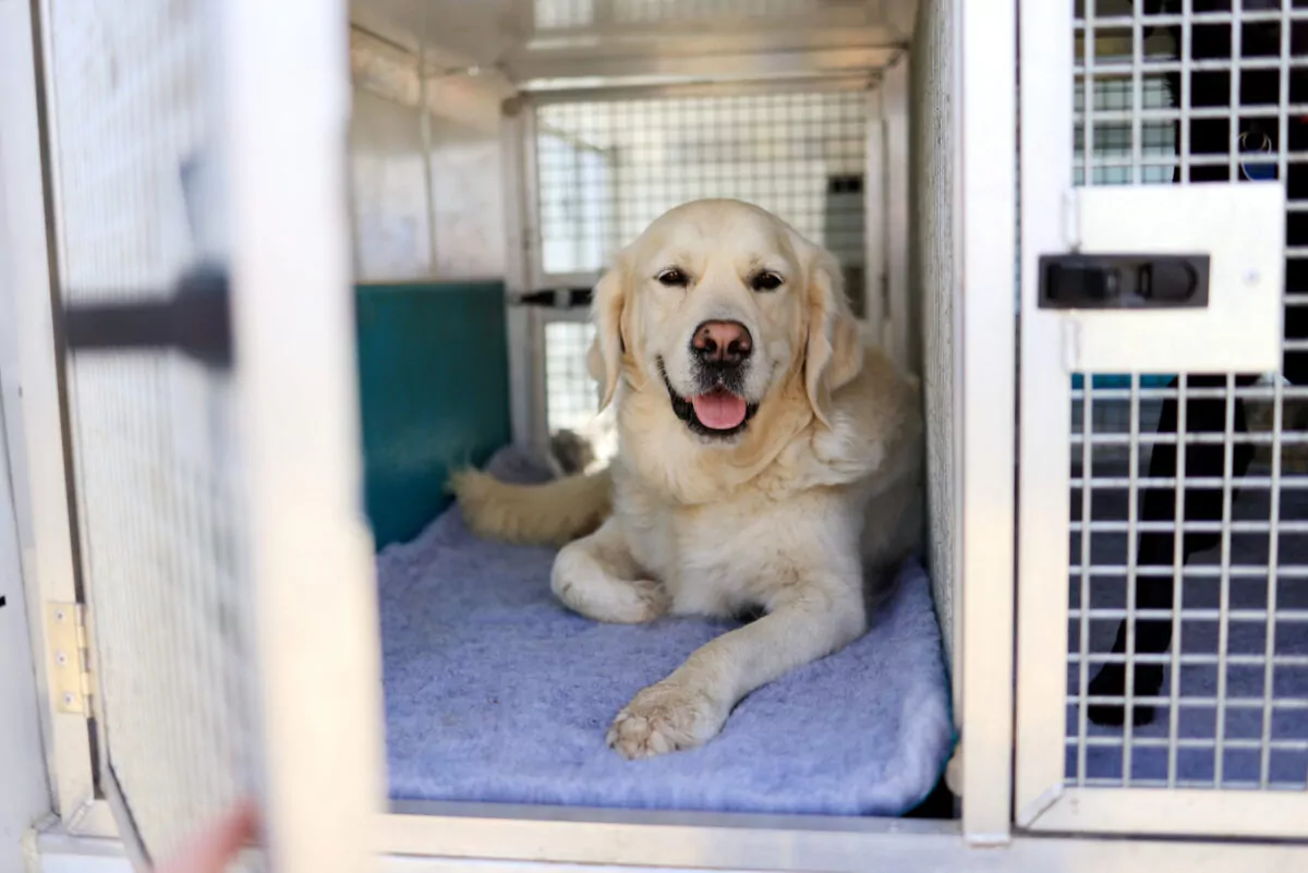 Dog lying down in doggy day care bus crate safe doggy travel