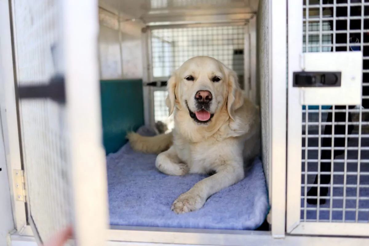 Golden retriever enjoying the doggy bus at doggy day care