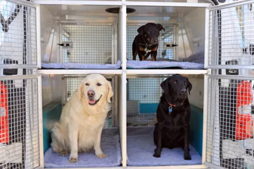 Three Dogs sat inside Bruce's Doggy Day Care Bus ready for doggy day care