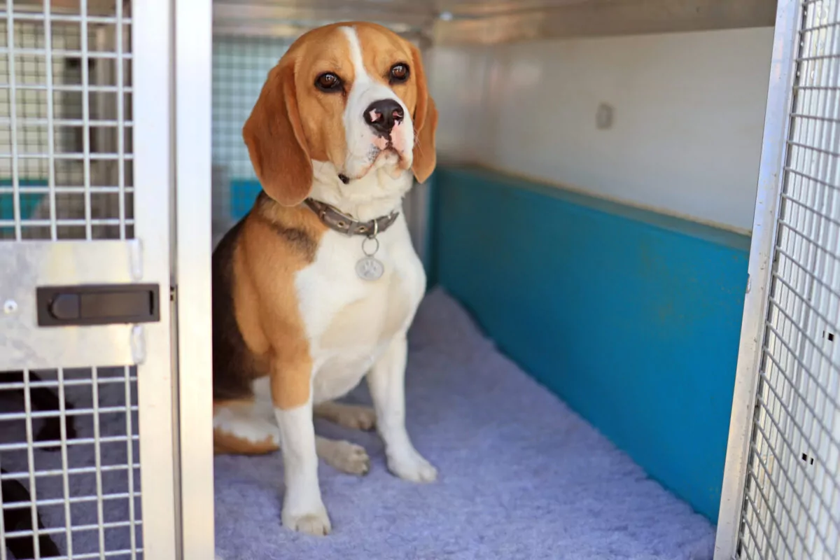Beagle sitting in the doggy day care bus ready for a day at doggy day care