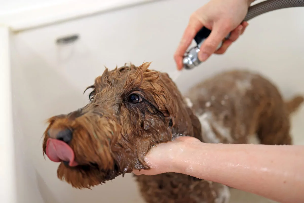 Cockapoo having a bath in the dog grooming salon