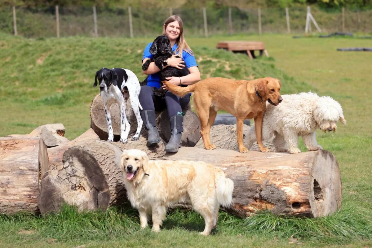 Dog carer sat on the natural play equipment with cocker spaniel, pointer, golden retriever and labrador