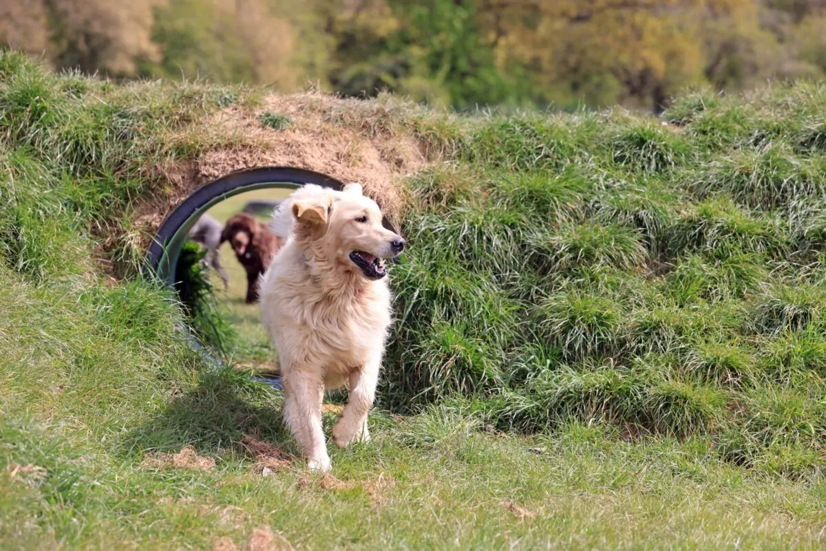 Golden retriever running through the tunnel at doggy day care