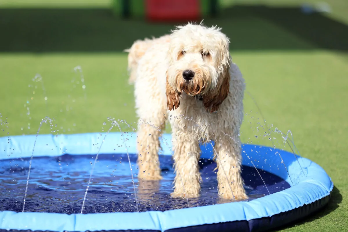 White cockapoo playing in the doggy day care splash pool