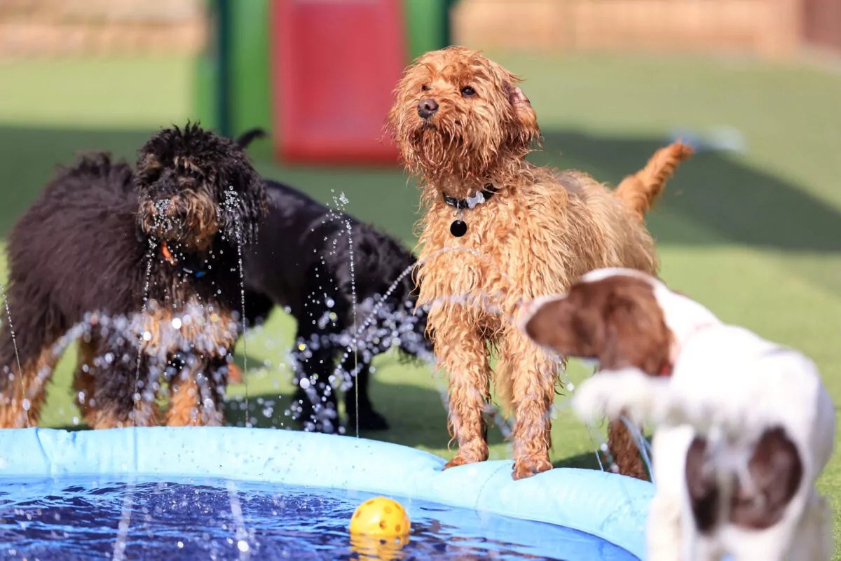 Cockapoo puppy playing in the doggy day care splash pool