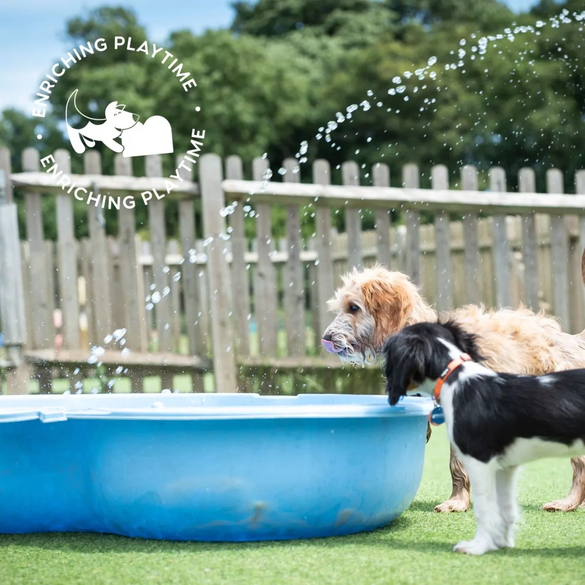 Two puppies playing in the swimming pool in puppy preschool